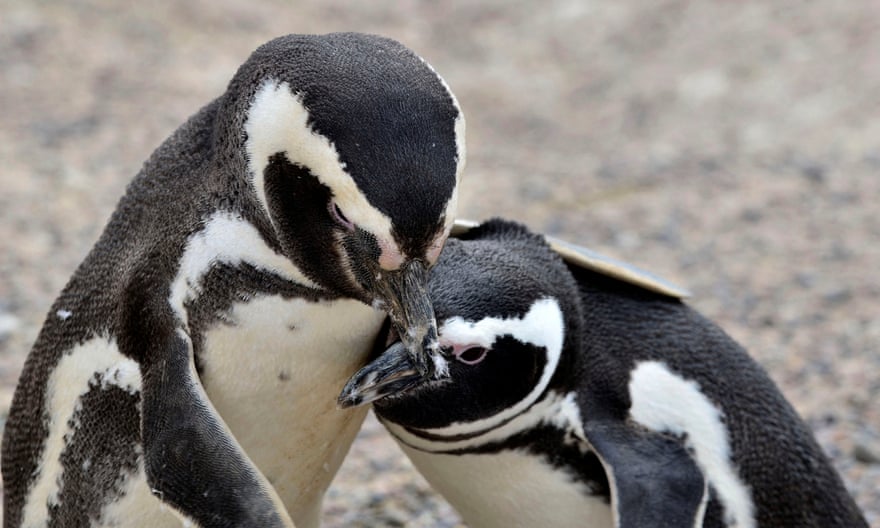 Magellanic penguins at the Punta Tombo reservation in Chubut province, Argentina, where hundreds died in extreme heat in 2019.