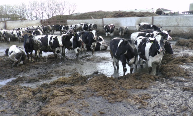 Cattle in a pen on farm in United Kingdom