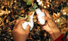 A girl harvests cotton in Yangiabad, Uzbekista