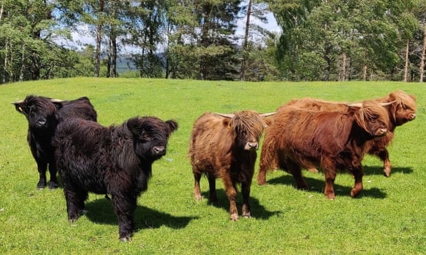 Highland calves in Dalnavert, the Scottish Highlands