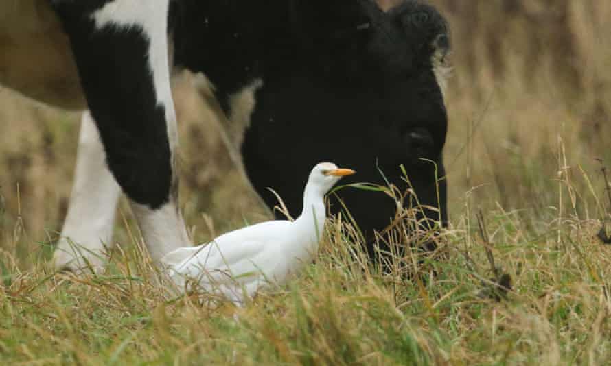 A cattle egret.
