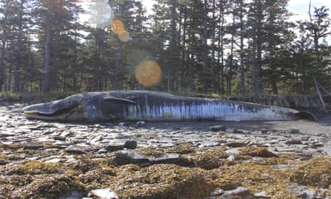 Fin whale carcass, Alaska