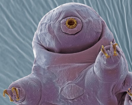 2025’s winner, the Milnesium tardigradum.