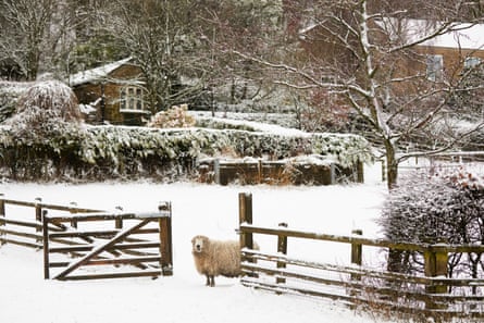 A woolly sheep stands in a gateway in a snowy field, with snow-covered bushes and houses behind.