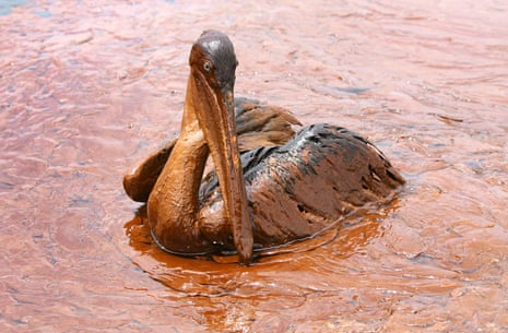 a brown pelican covered in oil sits amid an oil slick on the louisiana coast 2010