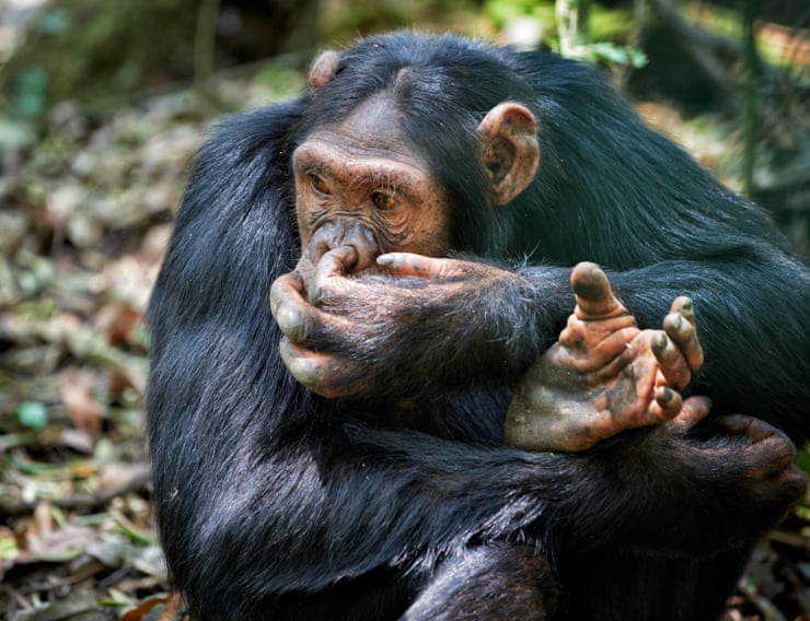 In some groups of great apes in Kibale national park, human pathogens have been the leading killer for decades. Photograph: Juergen Ritterbach/Alamy