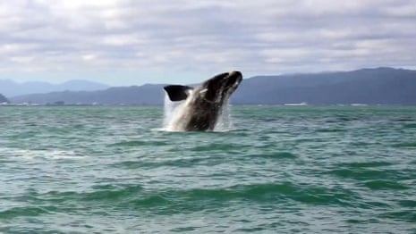 Whale charms locals in Wellington harbour – video