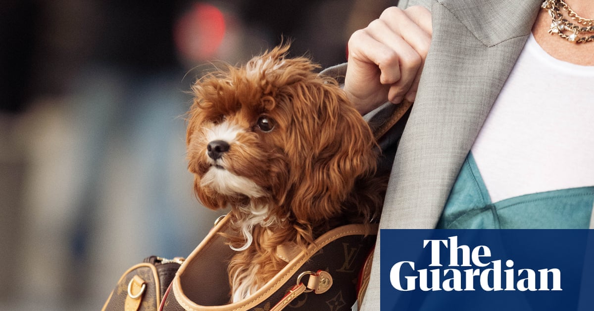 'My dog’s built her own fashion community': how canine companions stole the fashion week spotlight