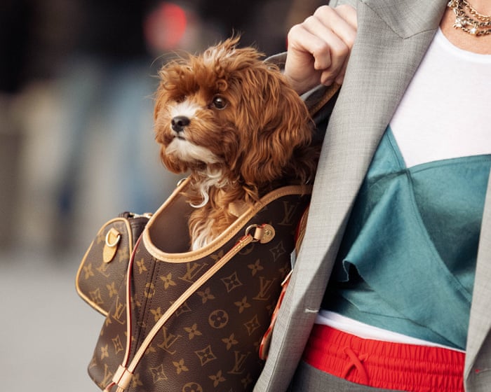 ‘My dog’s built her own fashion community’: how canine companions stole the fashion week spotlight