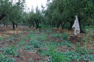 Moringa planted below olive trees in El Fahs, Tunisia