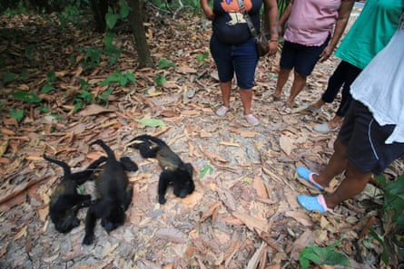 Three black monkeys lie dead on the forest floor as four people look at them