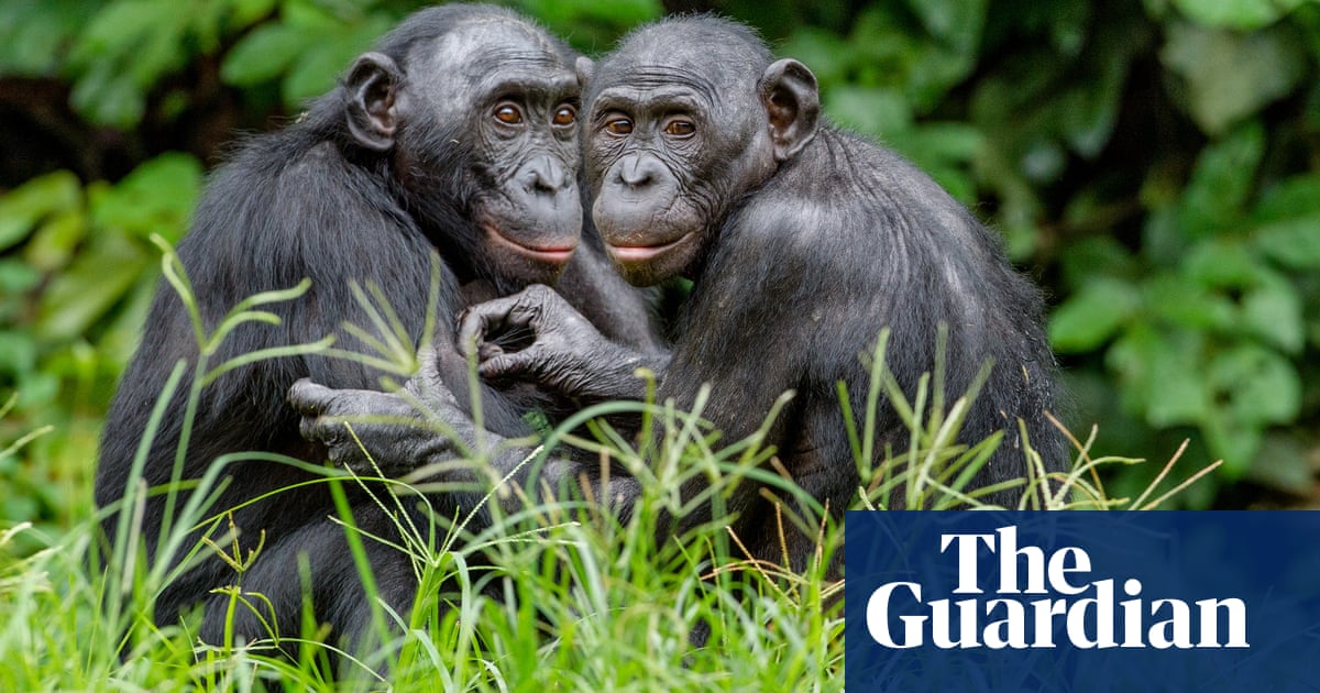 Bonobos may combine words in ways previously thought unique to humans