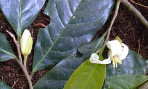 10. A rare find: the zonozono tree