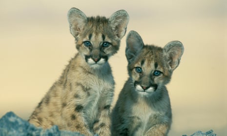 Western Cougar cubs. Their Eastern Cougar cousins have not been sighted since 1938 according to a US Fish and Wildlife review
