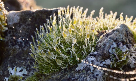 Cushions of moss tipped in crystals