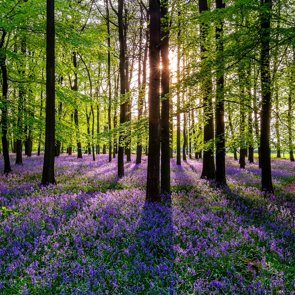 it s blooming spring 22 great uk walks walking holidays the guardian