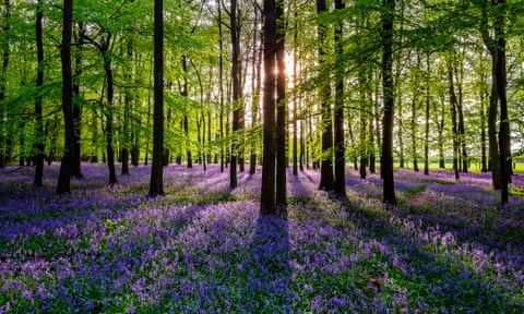 Bluebells in a British meadow at sunset