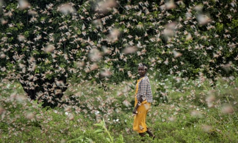 A farmer looks back as she walks through swarms of desert locusts