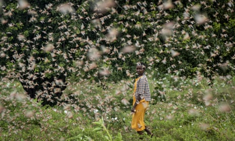 How Soil Health Became a Powerful Weapon Against Locust Swarms