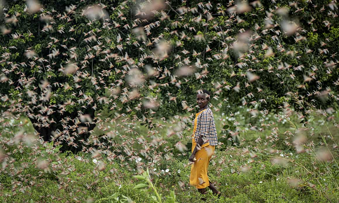 A farmer looks back as she walks through swarms of desert locusts feeding on her crops, in Katitika village, Kitui county, Kenya.