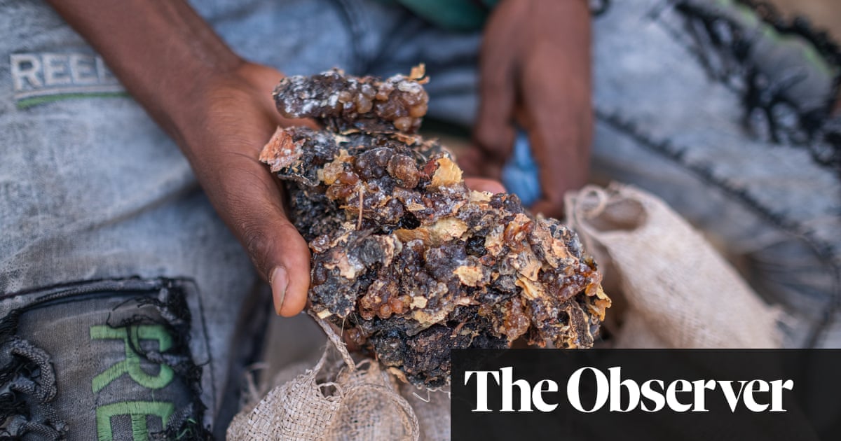 Frankincense Demand Threatens Ethiopian Trees