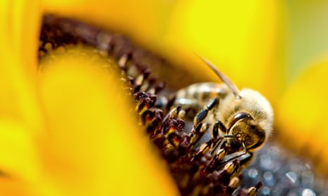 Neonicotinoid pesticides have been linked to the serious decline in bee populations. 