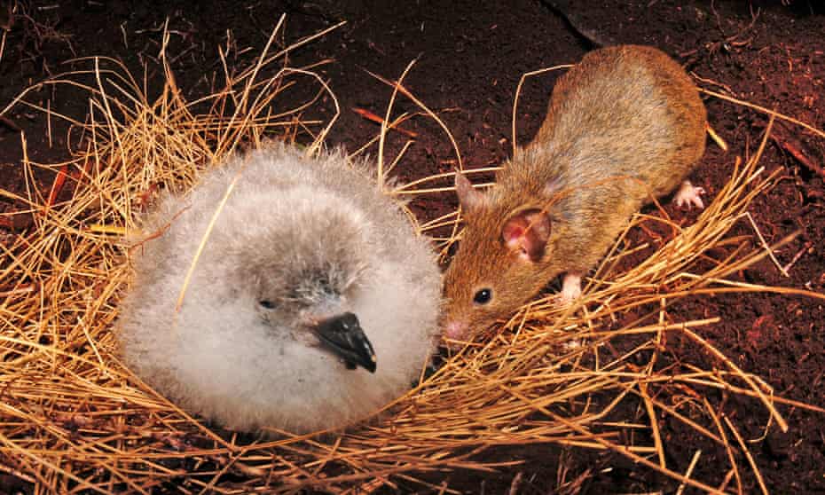 A mouse approaches an albatross chick on Gough Island in the South Atlantic. 