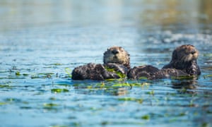 Two southern sea otters wrap themselves in eel grass in Elkhorn Slough, California.