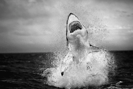 ‘I’ve spent 3,500 days at sea but have never captured an image quite so powerful and evocative’ … Air Jaws (2001) by Chris Fallows.