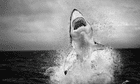 A flying great white shark: Chris Fallows’ best photograph