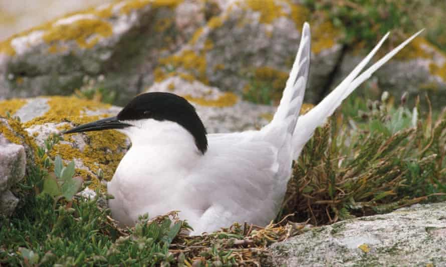 A roseate tern at Coquet Island, home to the bird's only UK breeding colony