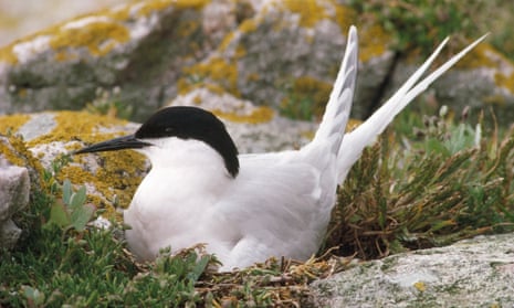 A roseate tern at Coquet Island, home to the bird’s only UK breeding colony