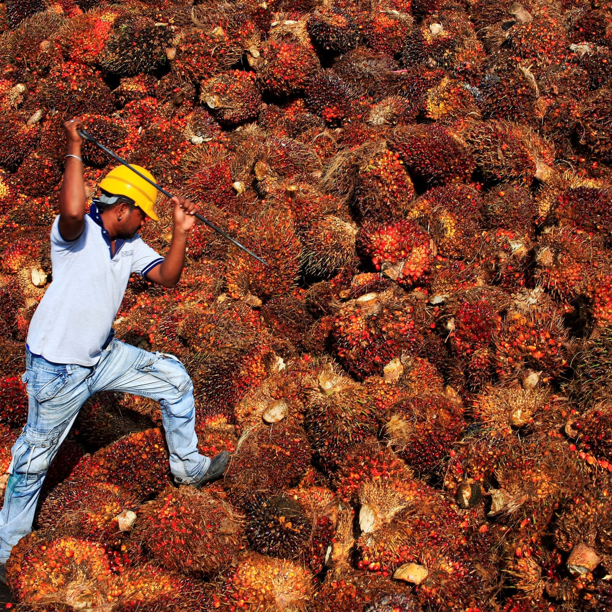 Malaysian Prisoners May Face Forced Labour On Palm Oil Plantations Global Development The Guardian