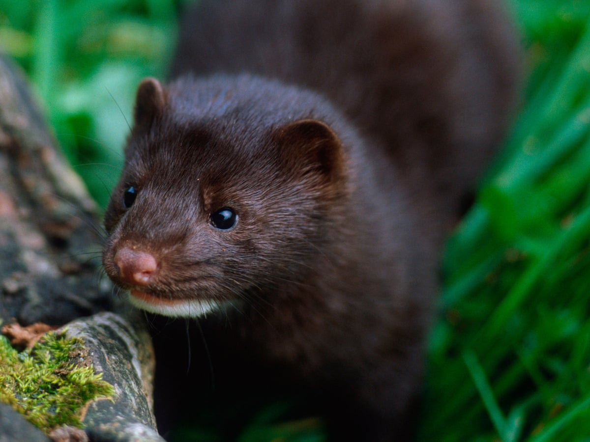 american mink mustela vison wild mink neovison north american mink american mink habitat american mink diet american mink range vison mink the american mink american mink size american mink scientific name mustela vison mink mink vison mink diet and habitat american mink animal black american mink american mink predators american mink fur american mink latin name baby american mink american mink population Neovison vison