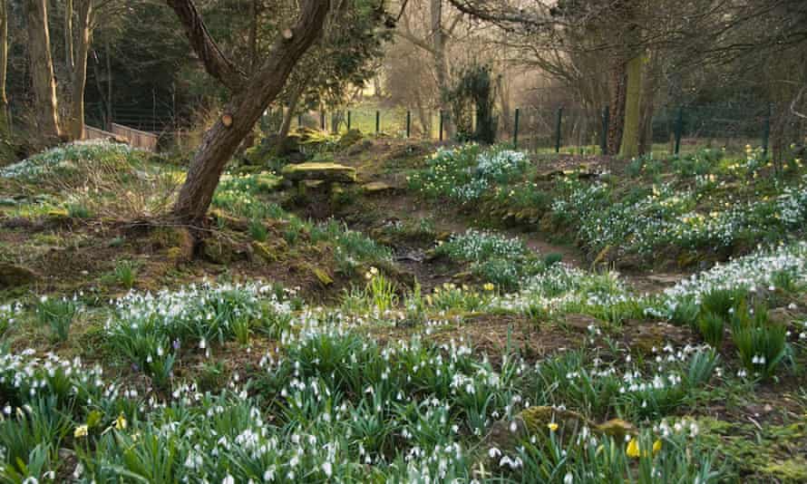 Early bloomers: 10 of the best UK gardens for late winter and early spring | Travel 3 Snowdrops at Myddelton House.