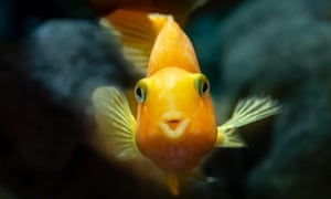 A goldfish