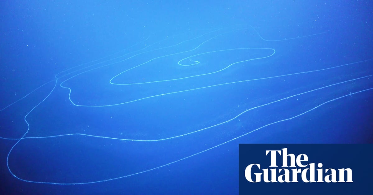 Discovered in the deep: is this the world's longest animal? | Marine life |  The Guardian