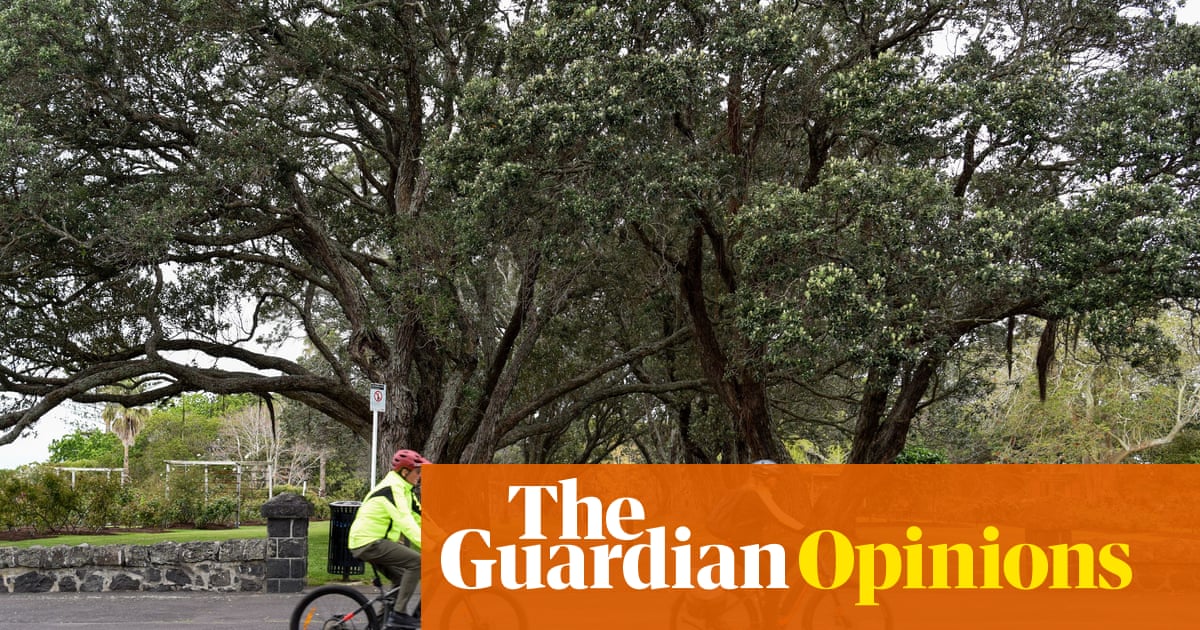 Mature trees are key to liveable cities – housing intensification plans must ensure they survive 