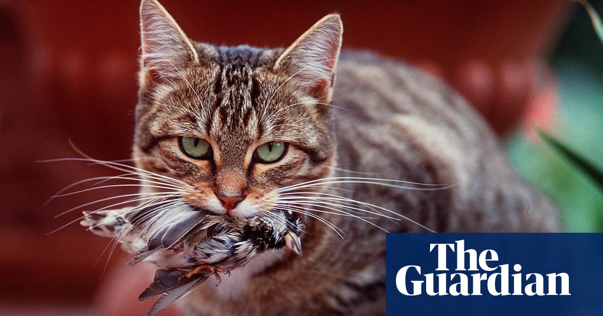 Should we ban cats? – podcast Should we ban cats? – podcast
