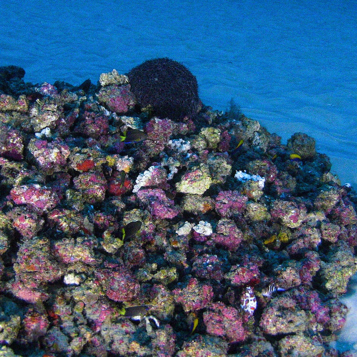 Unique Coral Reef At Risk As Oil Companies Plan To Drill Near