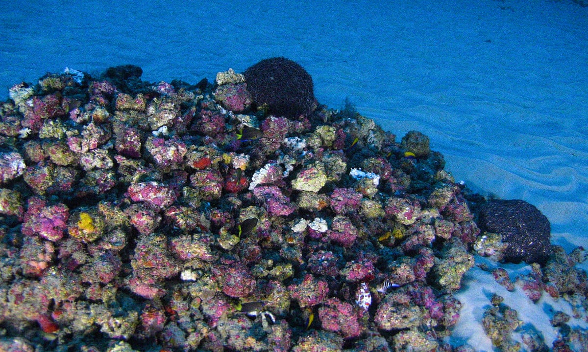 First images of unique Brazilian coral reef at mouth of