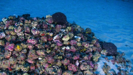 Brightly coloured coral on the Amazon Reef.