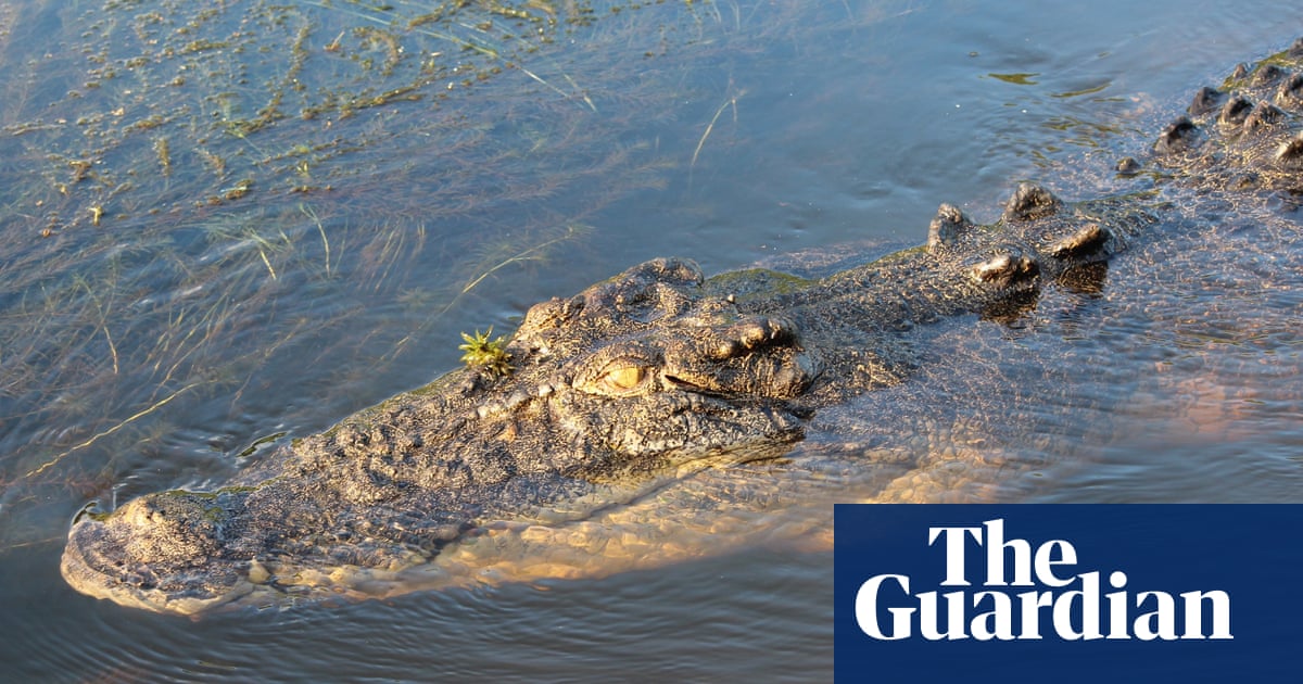 Swine dining: crocodiles are thriving in the NT and it could be because of feral pigs