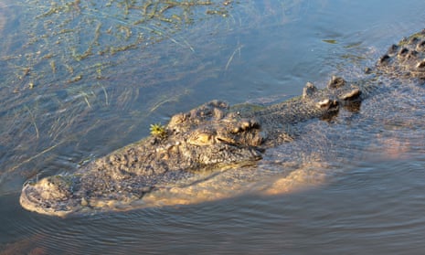 A saltwater crocodile in Kakadu national park. Research suggests the reptiles have been eating feral pigs in the NT in recent decades. 