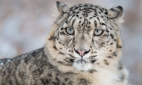 A snow leopard, seen in the wild.