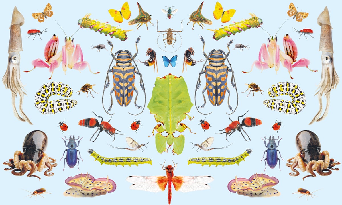 A different dimension of loss': inside the great insect die-off |  Invertebrates | The Guardian