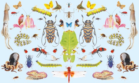 composite image of invertebrates