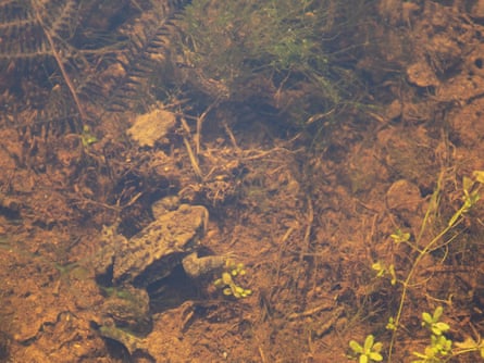Toad in a pond.