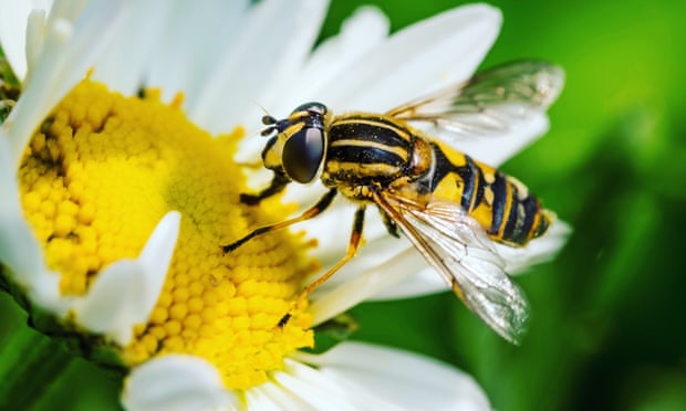 Wasp seen in close-up takes pollen from centre of flower with white petals