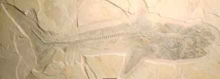 The fossilised side view of Ptychodus